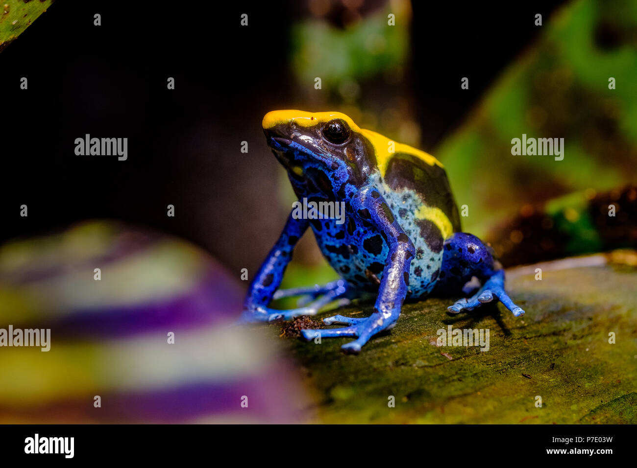 La tintura dart rana, tinc (un soprannome dato da quelli in l'hobby di tenere rane dart), o la tintura di veleno (rana Dendrobates tinctorius) è una specie Foto Stock