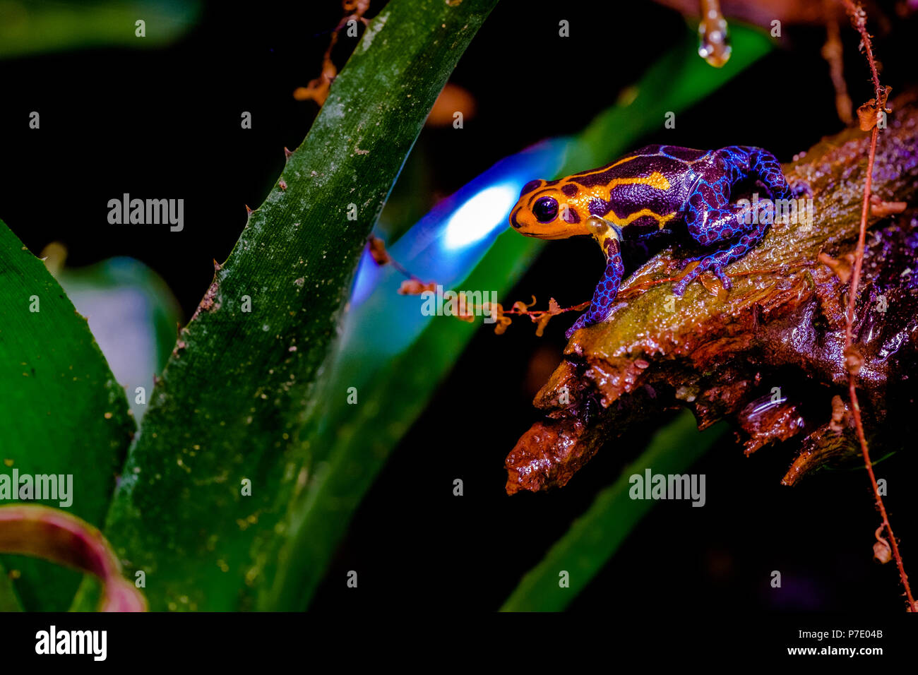 Rana di veleno mimica, Ranitomeya imitator Jeberos è una specie di rana di freccette di veleno che si trova nella regione nord-centrale del Perù orientale. Foto Stock