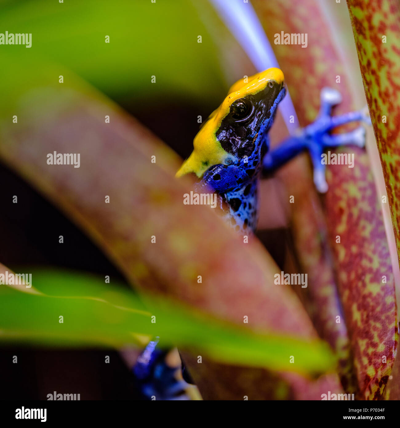 La tintura dart rana, tinc (un soprannome dato da quelli in l'hobby di tenere rane dart), o la tintura di veleno (rana Dendrobates tinctorius) è una specie Foto Stock