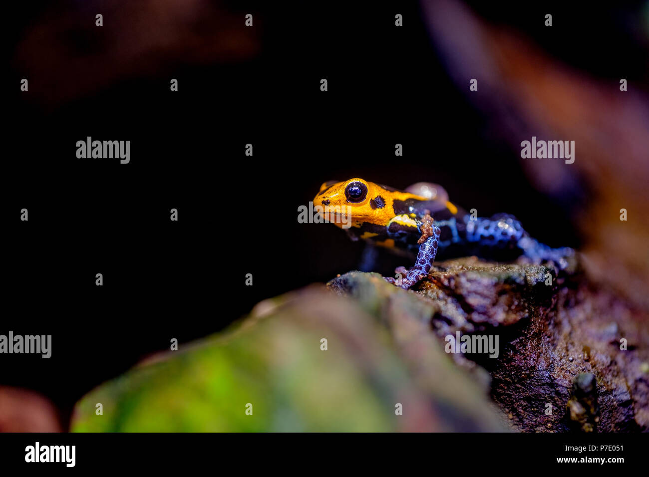 Mimare il veleno Rana, Ranitomeya imitatore Jeberos è una specie di poison dart frog trovati nella regione centro-settentrionale del Perù orientale. Il suo nome comune nel Foto Stock