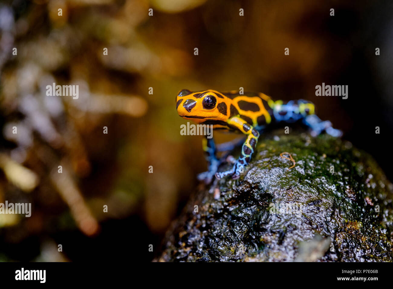 Rana di veleno mimica, Ranitomeya imitator Jeberos è una specie di rana di freccette di veleno che si trova nella regione nord-centrale del Perù orientale. Foto Stock