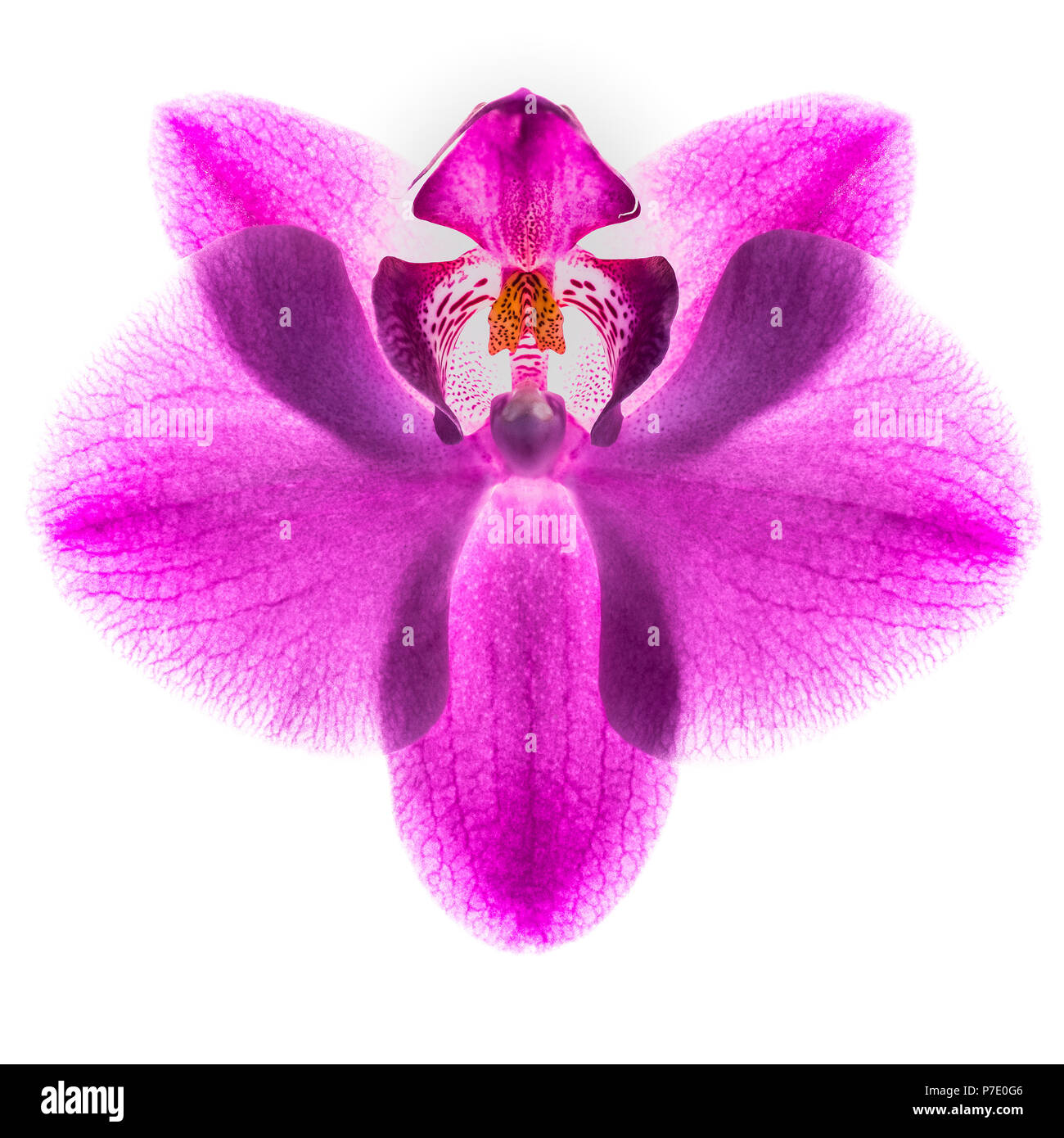 Alta chiave macro di orchidee. Orchid fotografato con retro illuminazione Foto Stock