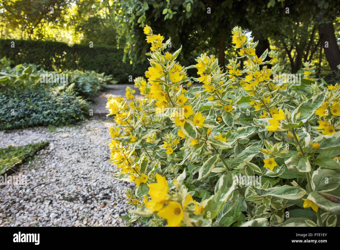 Bel giallo fiori perenni di Lysimachia Punctata crescono nel giardino estivo. Foto Stock