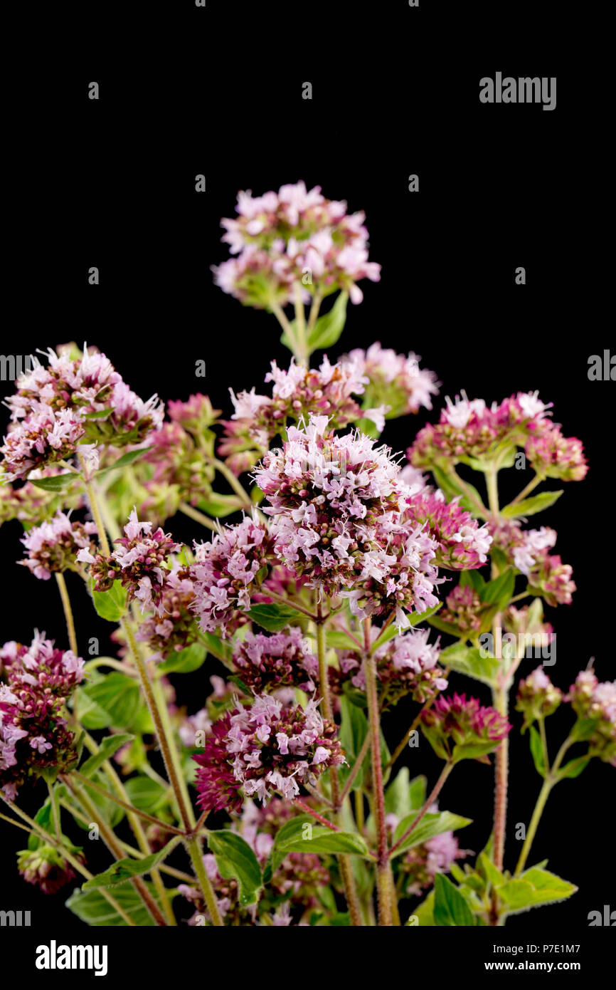 Un mazzo di selvaggi marjoram Origanum vulgare fotografato su sfondo nero. REGNO UNITO. Foto Stock