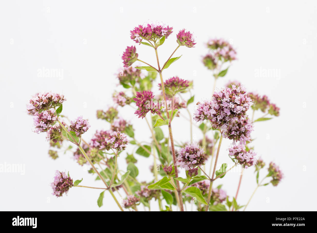 Un mazzo di maggiorana selvaggia, Origanum vulgare, fotografato su sfondo bianco. REGNO UNITO. Foto Stock