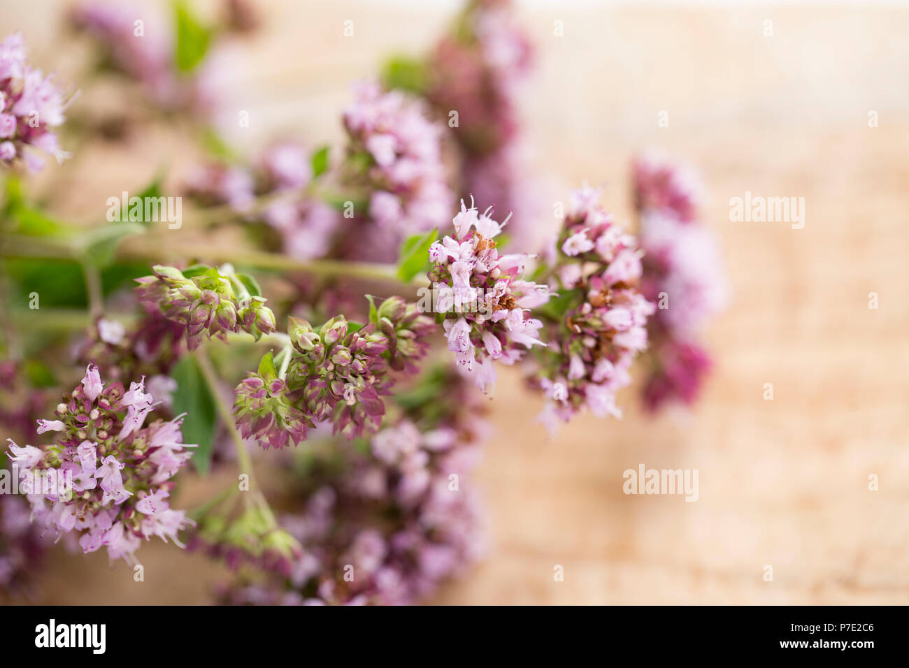 Marjoram selvatico, Origanum vulgare, fotografato su un tagliere di legno d'oliva. REGNO UNITO Foto Stock