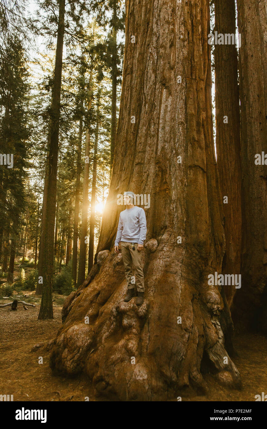 Uomo in piedi su albero di sequoia, Sequoia National Park, California, Stati Uniti d'America Foto Stock