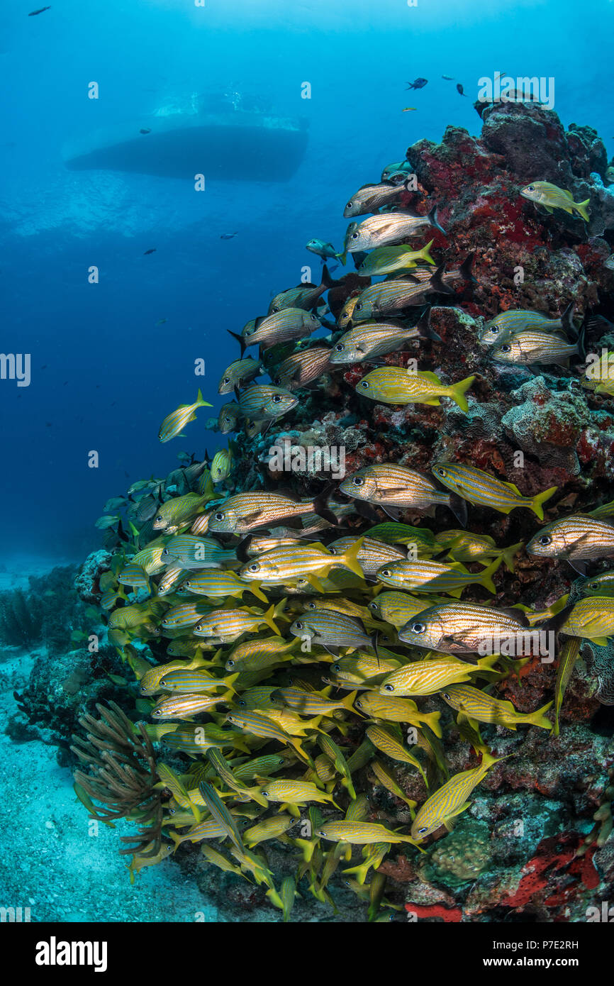 Pesce caraibico riuniscono intorno alla barriera corallina con silhouette di imbarcazione in superficie, Puerto Morelos, Quintana Roo, Messico Foto Stock
