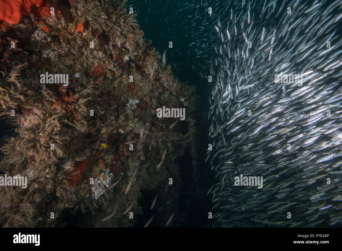Banchi di sardine si raccolgono intorno ad un naufragio, Isla Mujeres, Quintana Roo, Messico Foto Stock