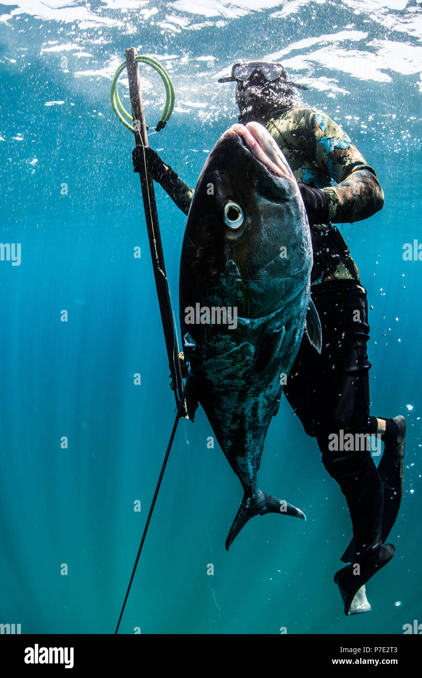 Spearfisherman ascende con la sua cattura, Isla Mujeres, Quintana Roo, Messico Foto Stock