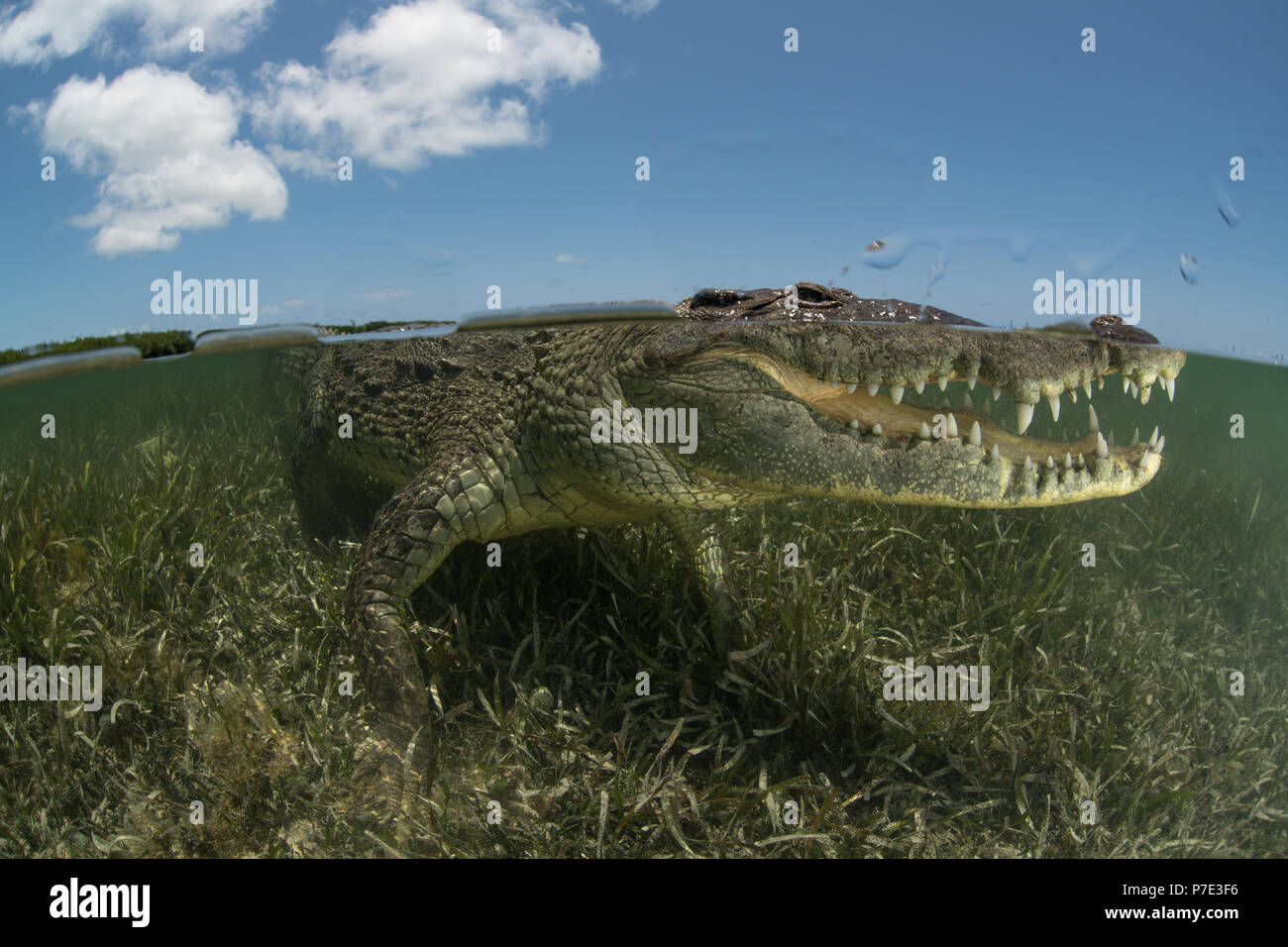 Coccodrillo americano (Crocodylus acutus) in fondali bassi che mostra denti, Chinchorro banche, Xcalak, Quintana Roo, Messico Foto Stock