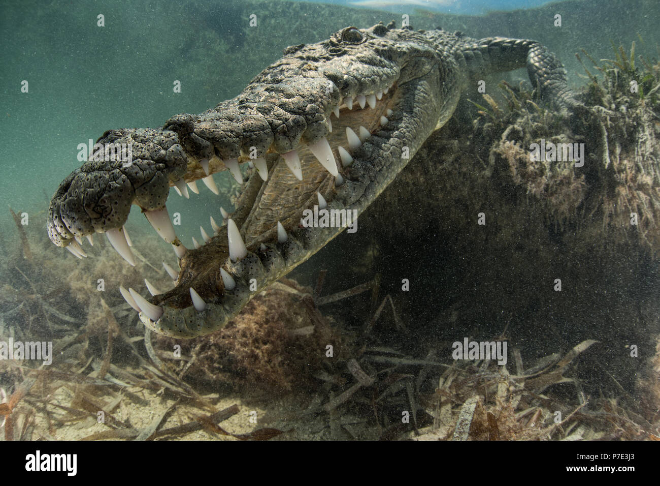Coccodrillo americano (Crocodylus acutus) in fondali bassi che mostra denti, Chinchorro banche, Xcalak, Quintana Roo, Messico Foto Stock