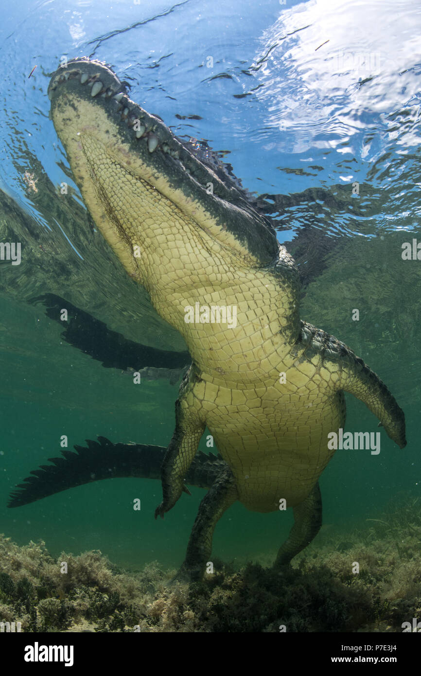 Coccodrillo americano (Crocodylus acutus) in fondali bassi e a basso angolo di visione, Chinchorro banche, Xcalak, Quintana Roo, Messico Foto Stock