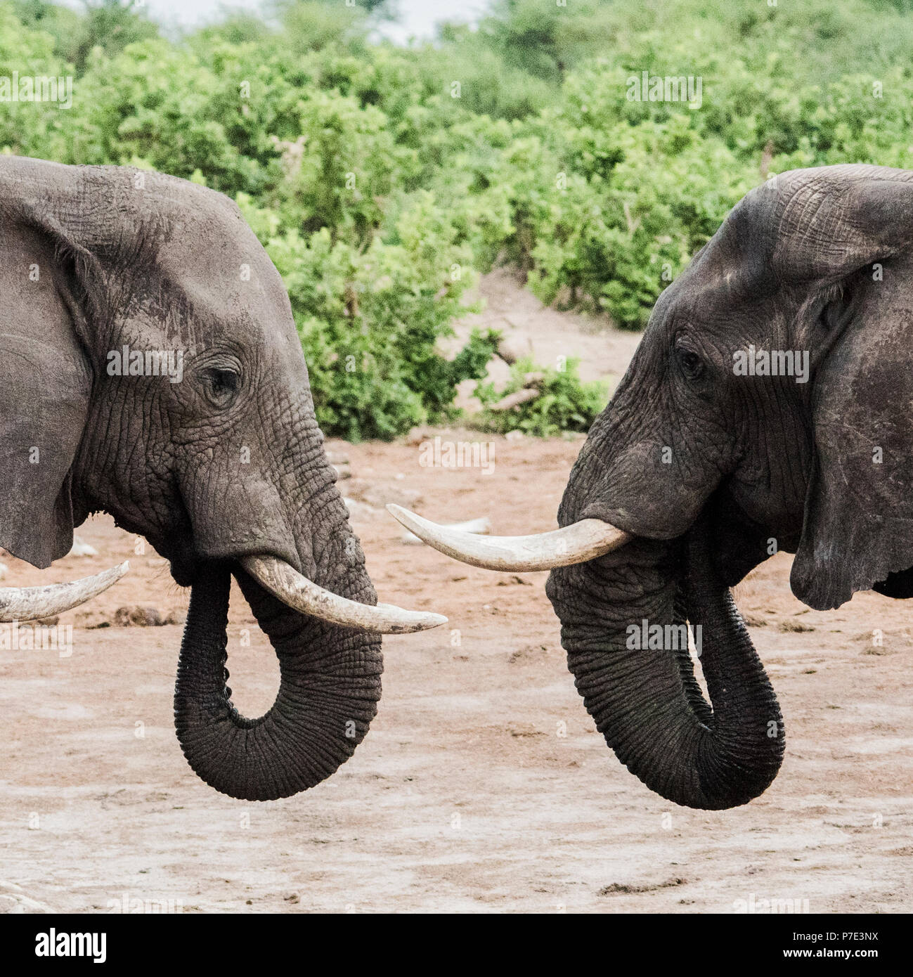 Gli elefanti faccia a faccia sulla strada di Okavango Delta, Botswana Foto Stock