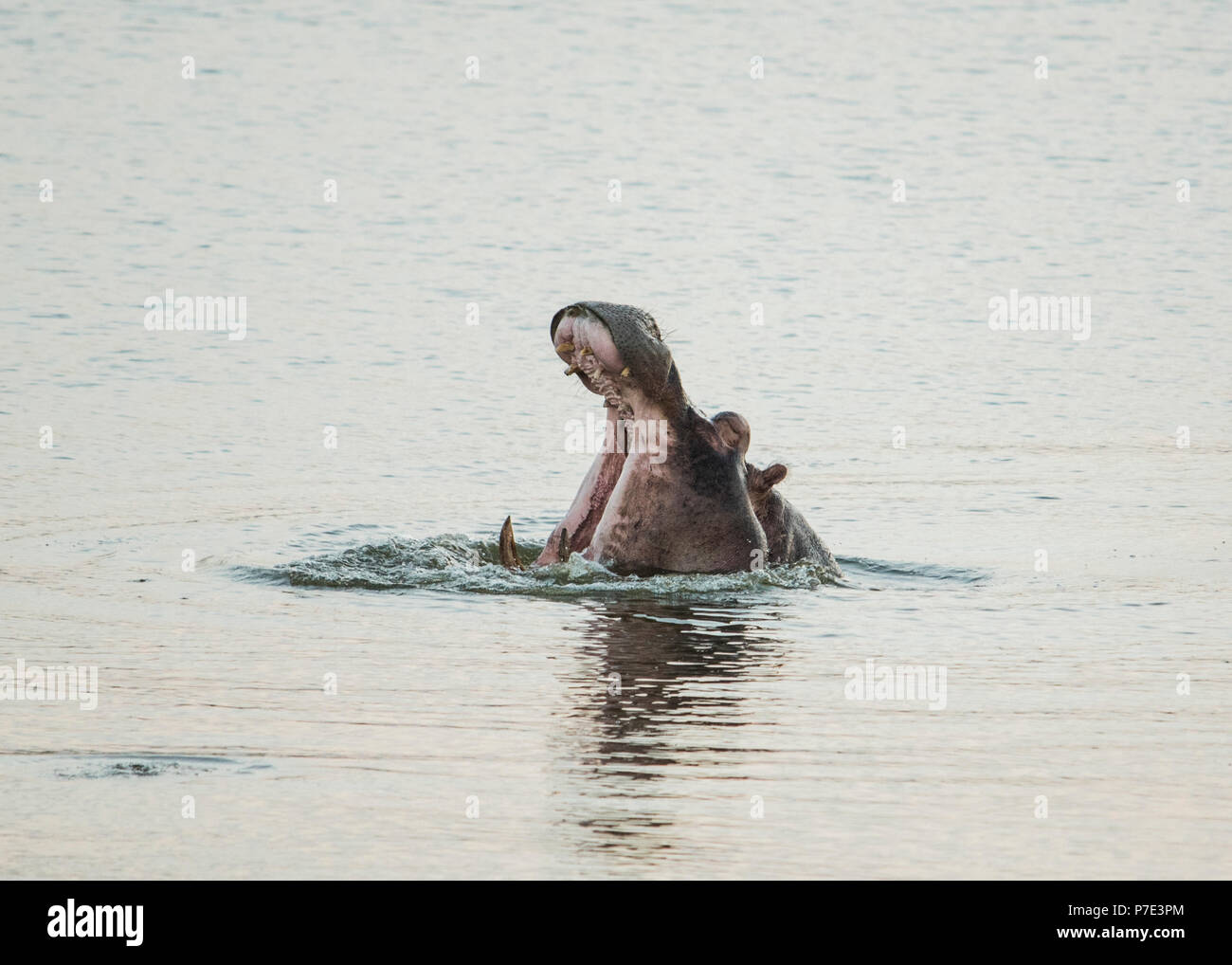 Colpo alla testa di ippopotamo con la bocca aperta nel fiume, Parco Nazionale Kruger, Sud Africa Foto Stock