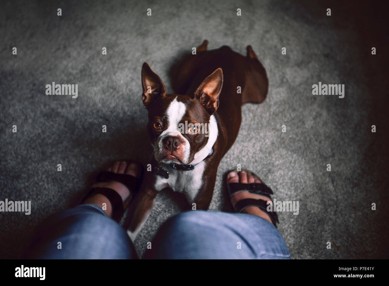 Boston Terrier cane sdraiato a donna piedi, del punto di vista personale Foto Stock