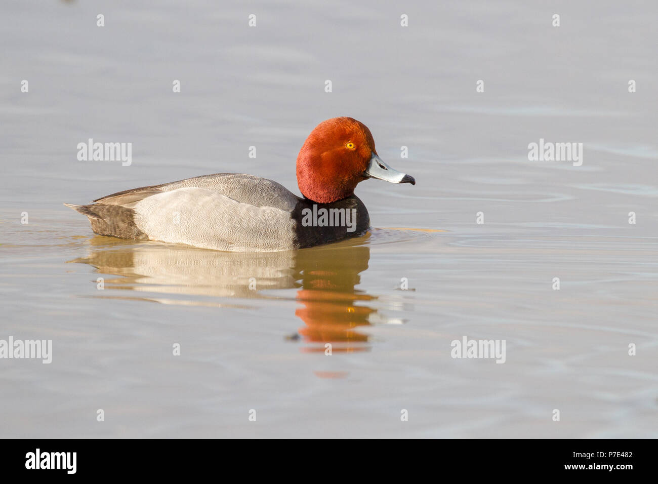 Un drake redhead duck sull'acqua. Foto Stock