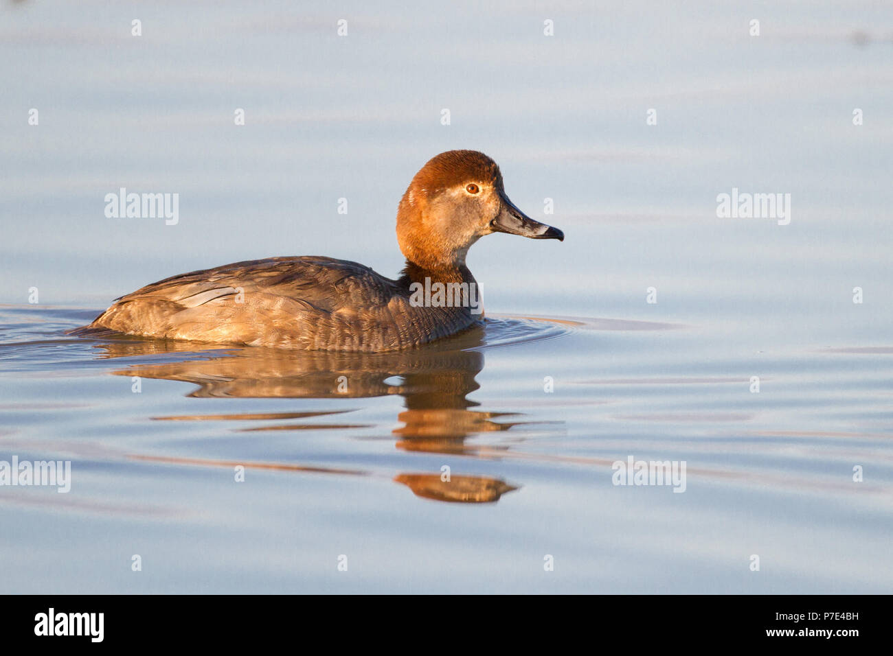 Una gallina redhead duck sull'acqua. Foto Stock