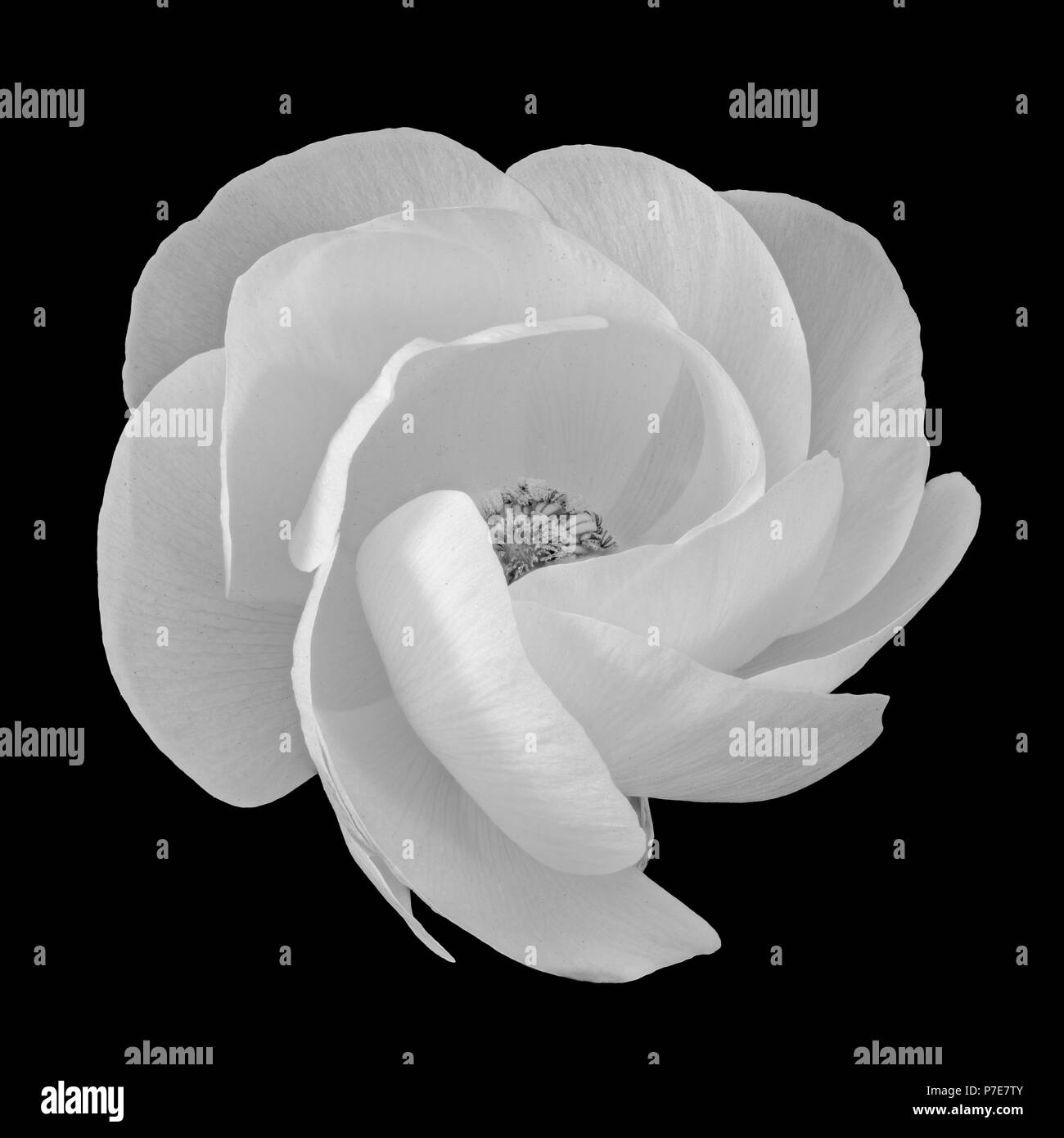 Dettagliato arte still life macro monocromatica fiore vista anteriore verticale di un singolo isolato bianco ranuncolo fiore blossom con texture dettagliate Foto Stock