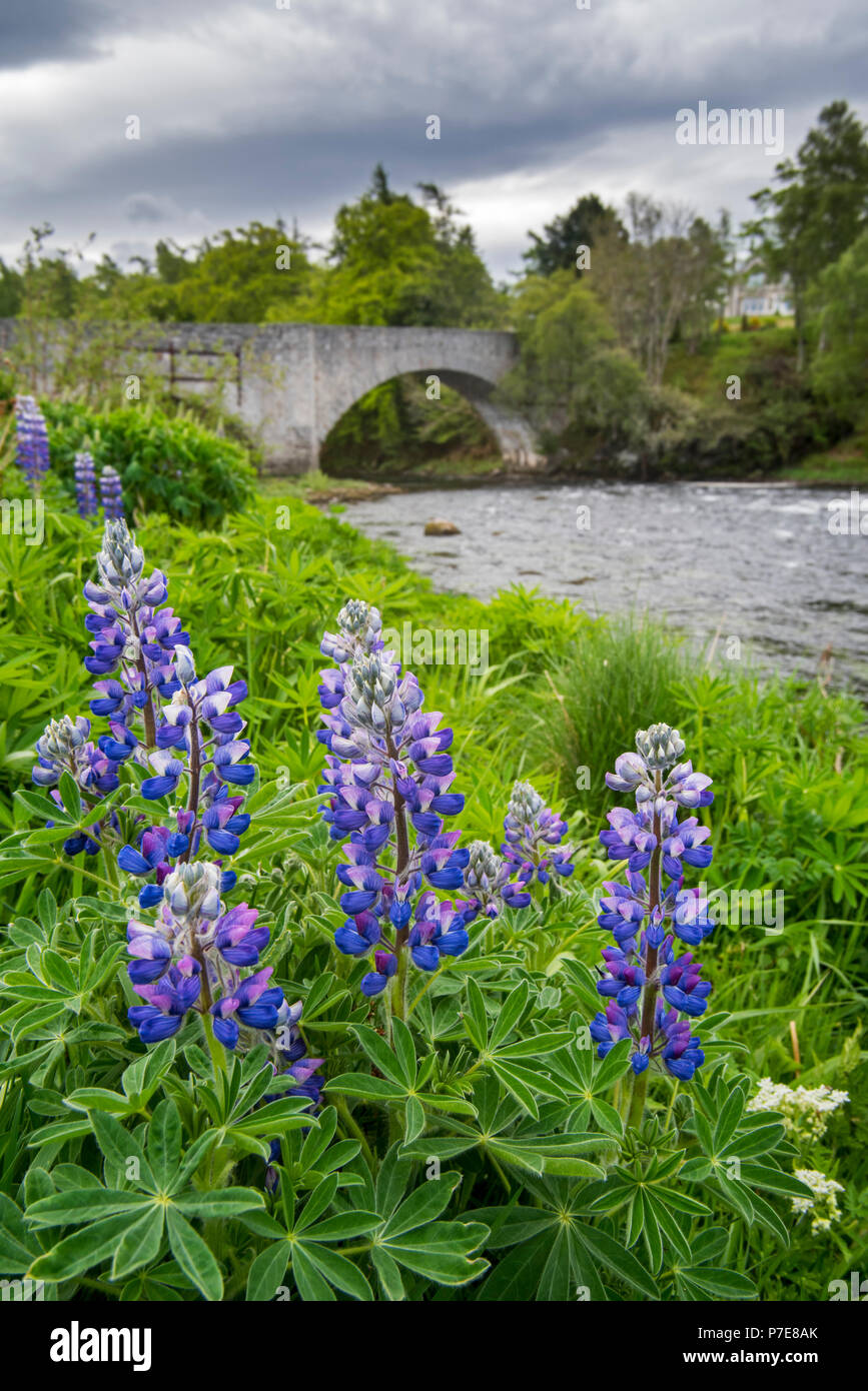 Xviii secolo vecchio ponte di Spey e lupini fioritura lungo il fiume Spey a Grantown-on-Spey, murene, Highland, Scotland, Regno Unito Foto Stock