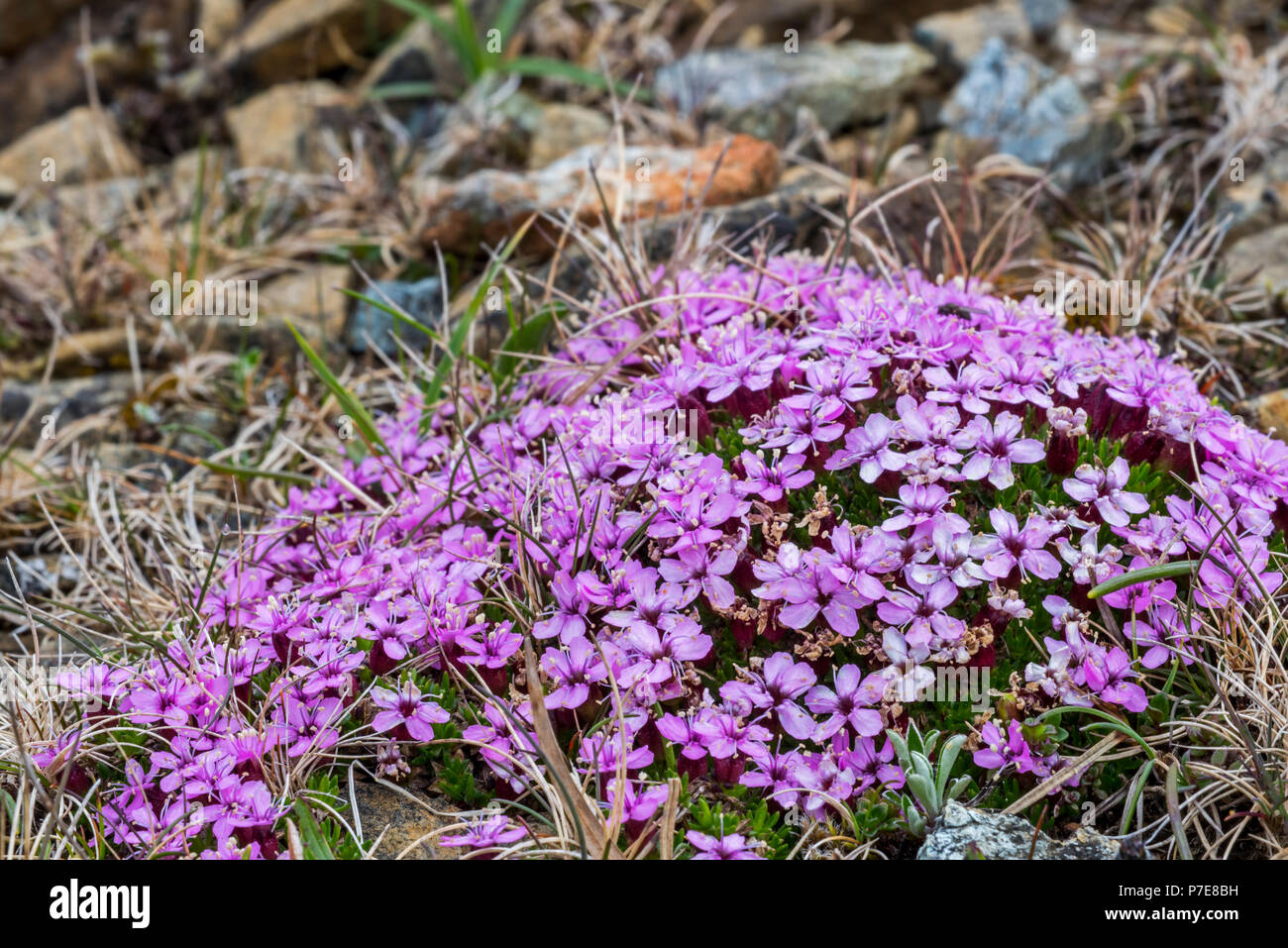 Moss campion / cuscino rosa (Silene acaulis) in fiore, desiderosi di Hamar, Unst, isole Shetland, Scotland, Regno Unito Foto Stock