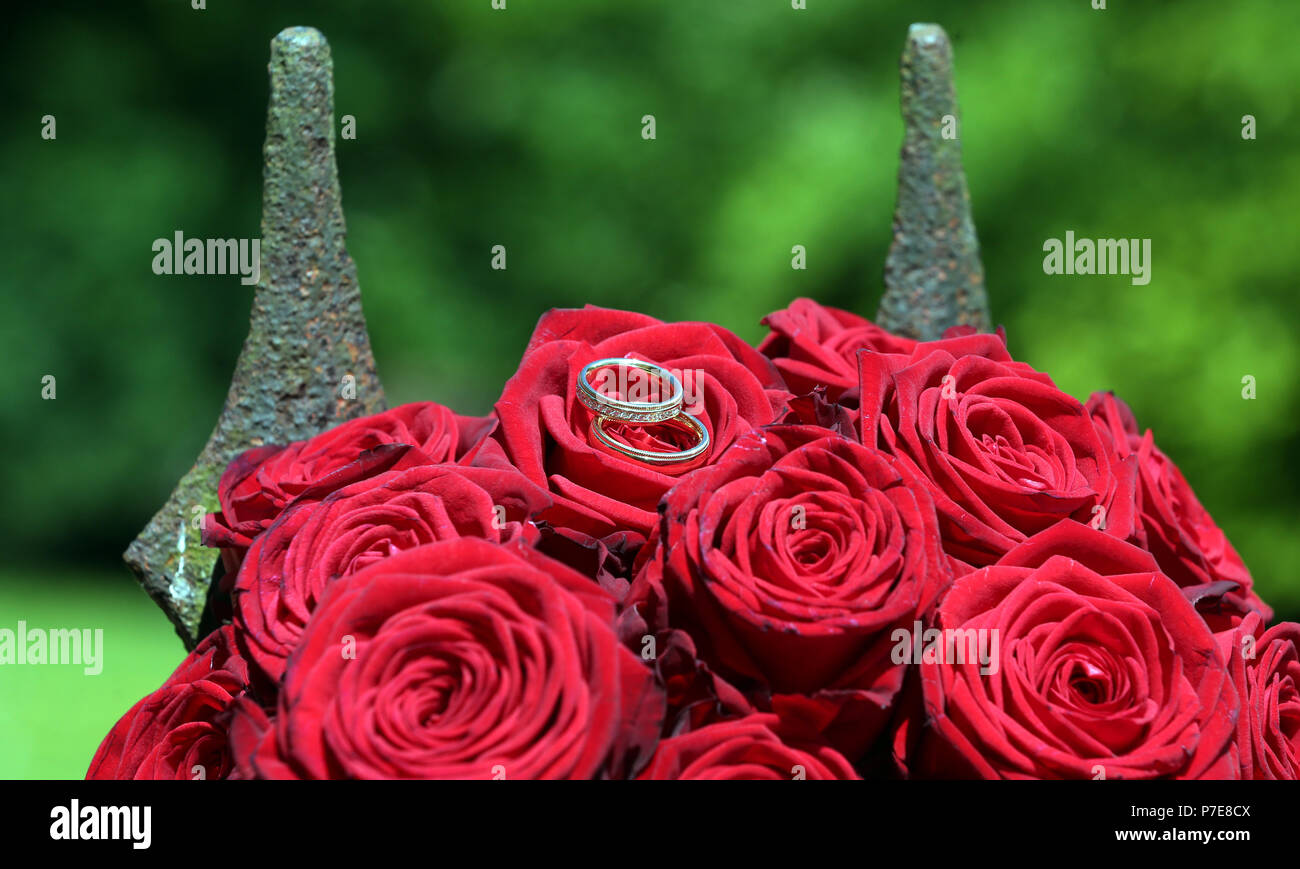 Golden gli anelli di nozze su rose rosse nella parte anteriore delle lancette Foto Stock
