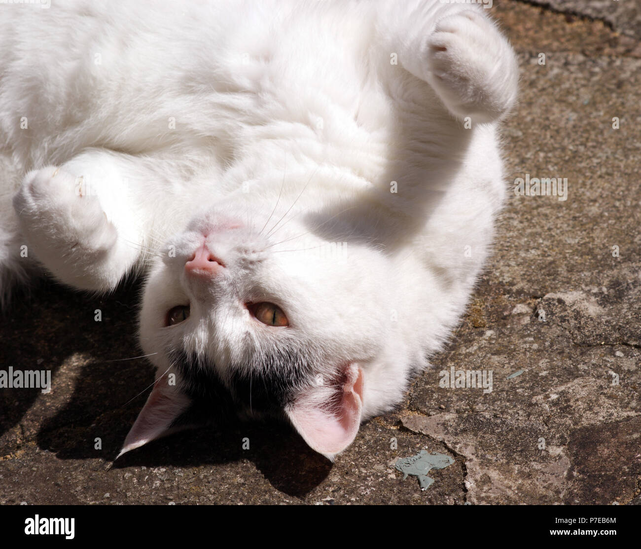 Giocoso il bianco e il nero domestico capelli corti Pet Gatto sdraiato sulla schiena con er zampe in aria Foto Stock