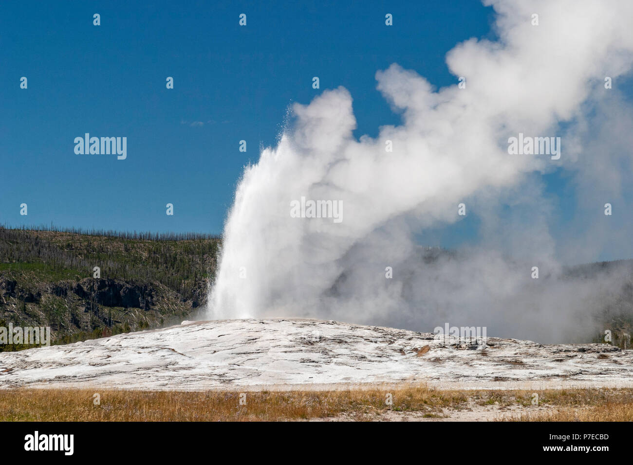 Geyser Old Faithful nel Parco Nazionale di Yellowstone in Wyoming. Foto Stock