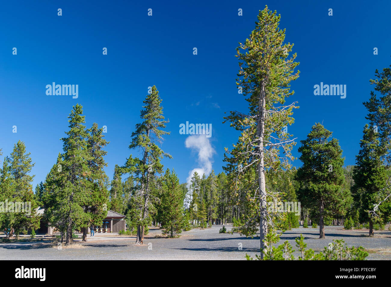Centro visitatori Old Faithful Geyser nel parco nazionale di Yellowstone nel Wyoming. Foto Stock