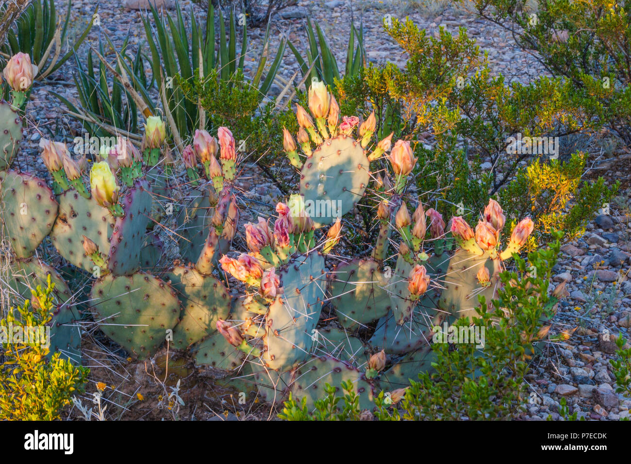 Viola di fico d'India, Cactus Opuntia violacea, all'inizio. La luce del mattino al parco nazionale di Big Bend in Texas. Foto Stock