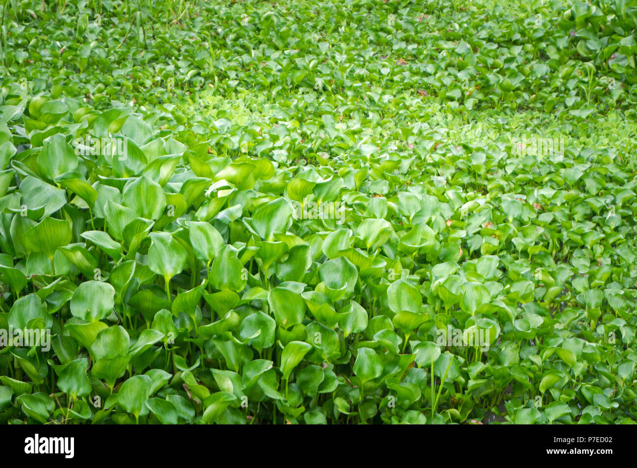 Eichhornia crassipes, comunemente noto come giacinto di acqua, è una pianta acquatica nativa per il bacino amazzonico, e spesso è anche altamente problematico spe invasiva Foto Stock