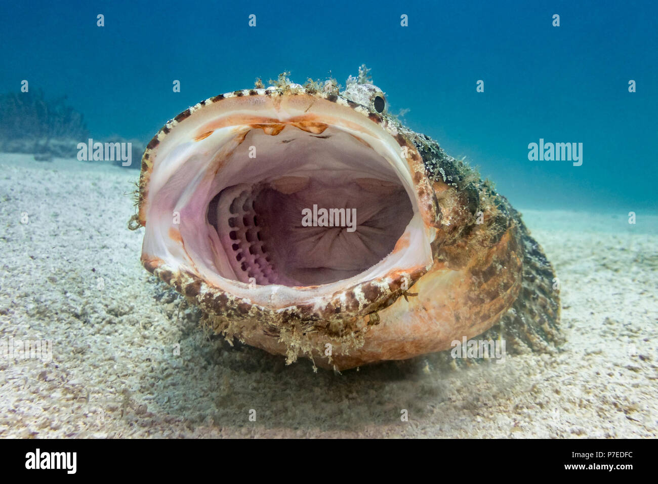 Scorfani sbadigli a Swanee Reef, Mare di Cortez (Scorpaenidae) Foto Stock