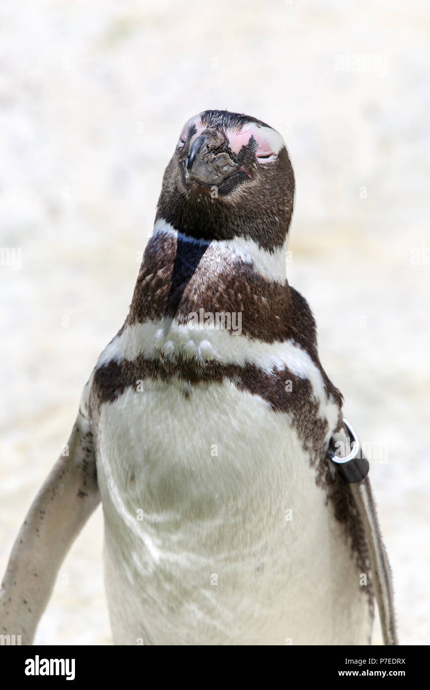 Magellanic Penguin ritratto. Foto Stock