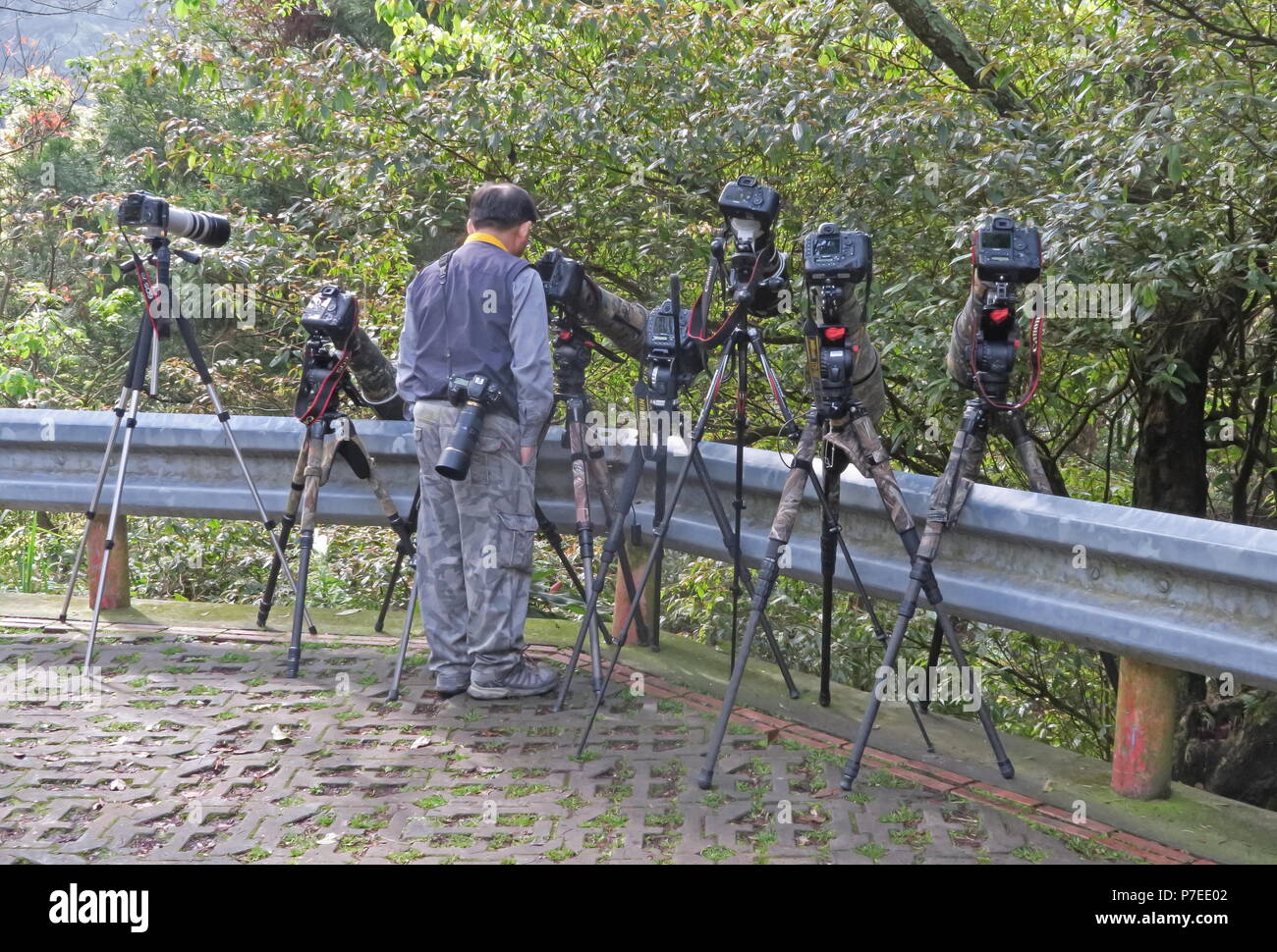Fotocamere con teleobiettivi linea fino a Swinhoe il fagiano (Lophura swinhoii) sito Dasyueshan National Forest, Taiwan Aprile Foto Stock