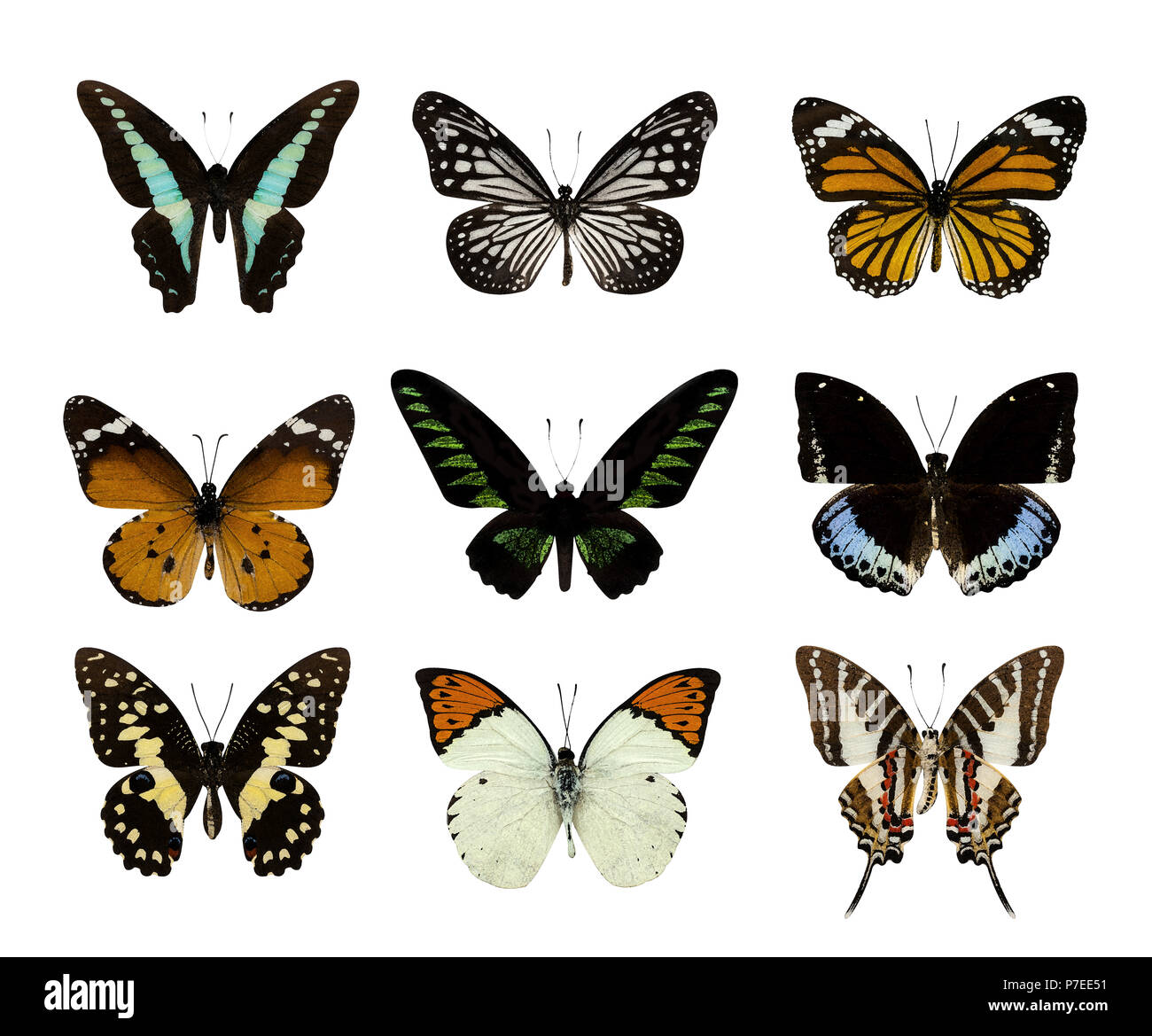 Alta qualità della natura collezione di farfalle - Set di butterfly isolato su bianco in acqua di colore per effetto del filtro Foto Stock