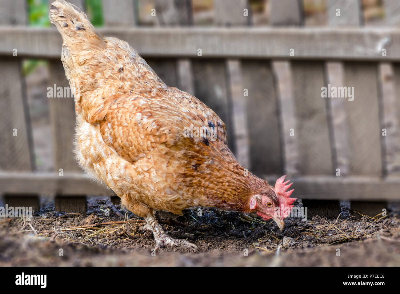 Un'immagine di un animale sfumato a motley hen becchettare in corrispondenza di una recinzione Foto Stock