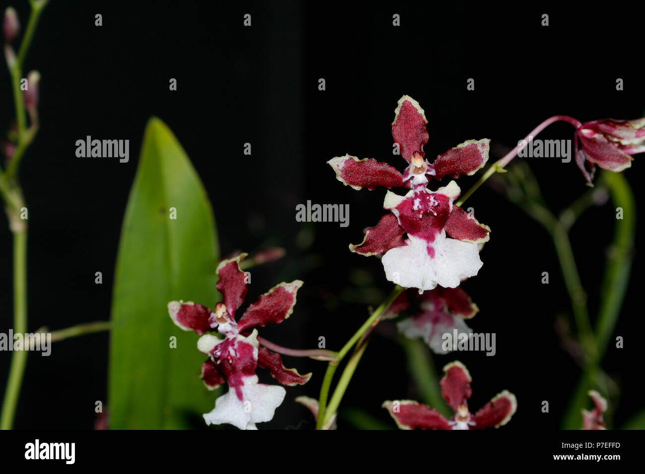 Oncidium Sharry Baby " dolce profumo orchid sbocciano i fiori Foto Stock