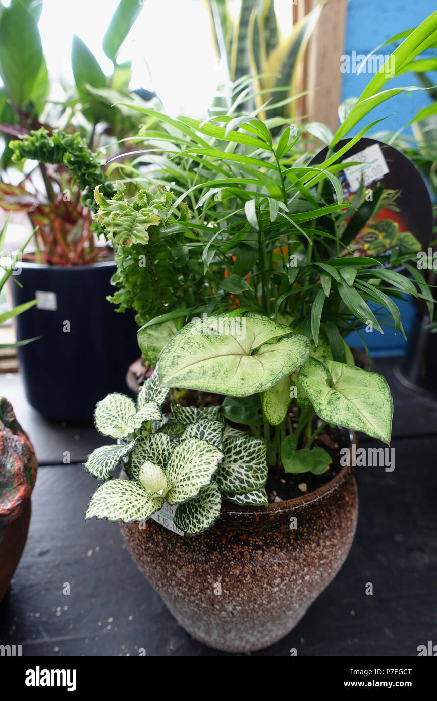Le piantatrici per interni - piante da interni sul display Foto Stock