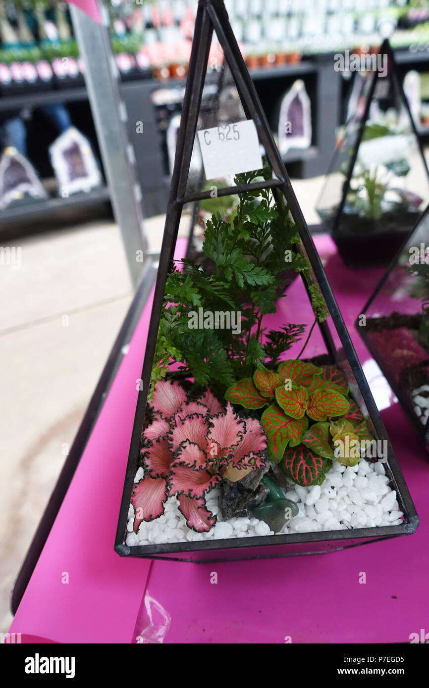 Terrari con piante del nervo all'interno del vasetto di vetro Foto Stock
