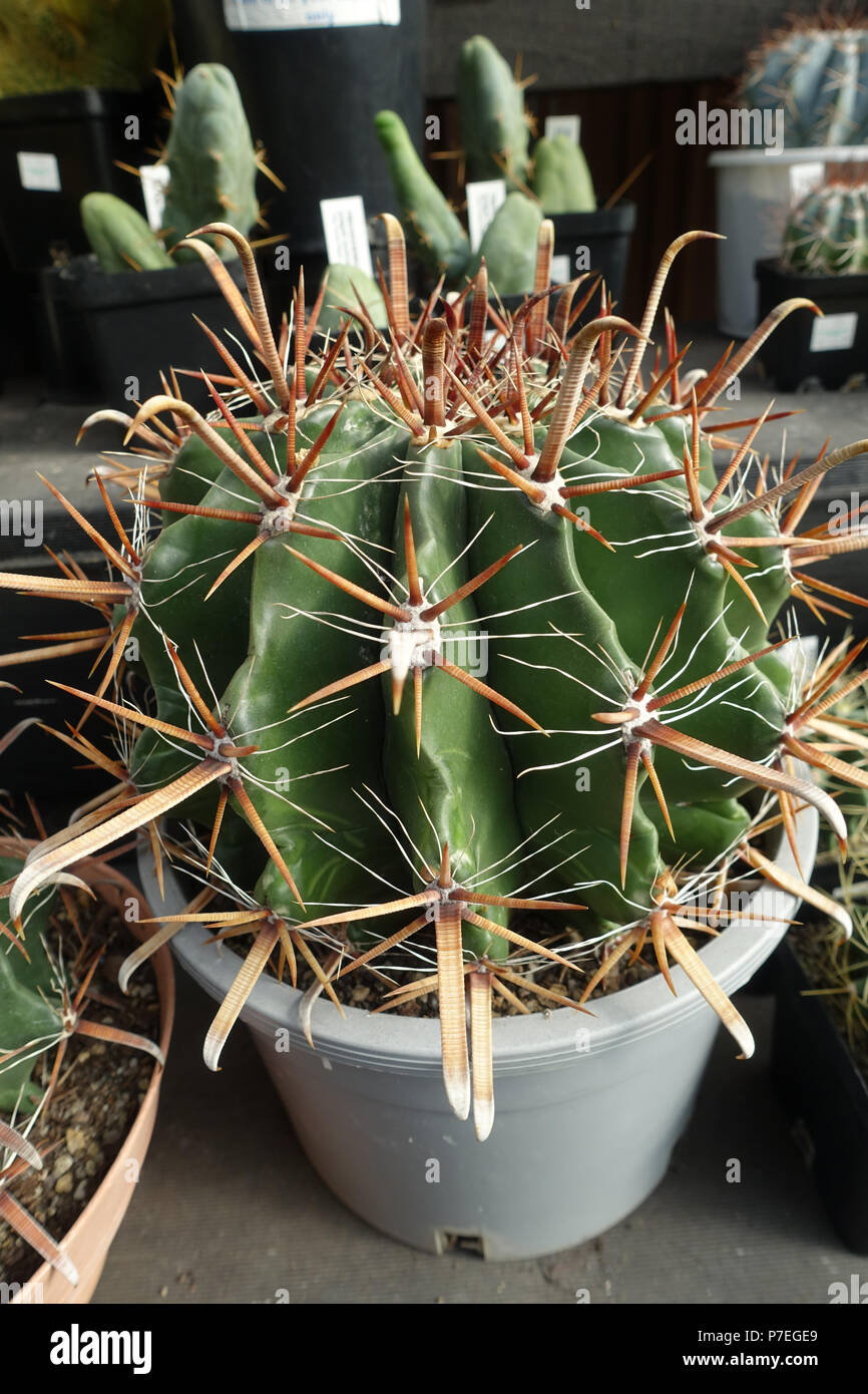 Ferocactus wislizenii o noto come amo da pesca canna Cactus Foto Stock