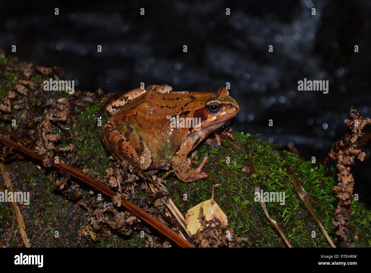 Toad Foto Stock