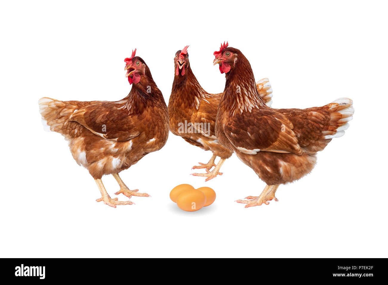 Brown galline con uova isolate su sfondo bianco, polli isolato su bianco. Foto Stock