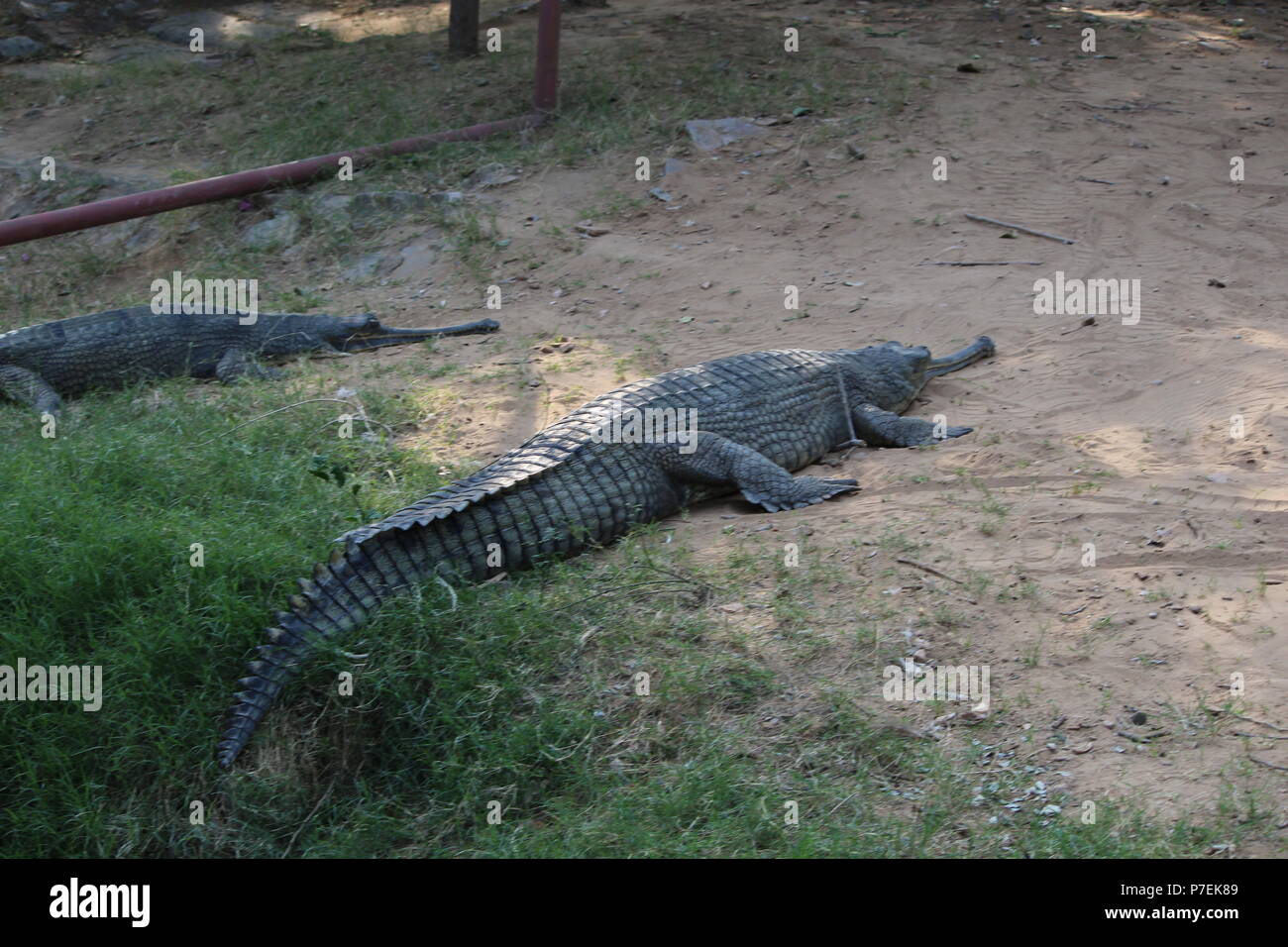 Coccodrilli a Jaipur Zoo Foto Stock