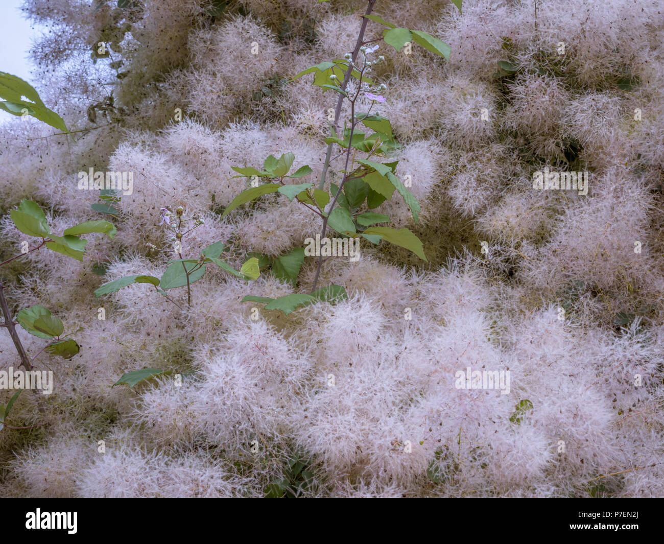 Albero di fumo (Cotinus coggygria) Foto Stock