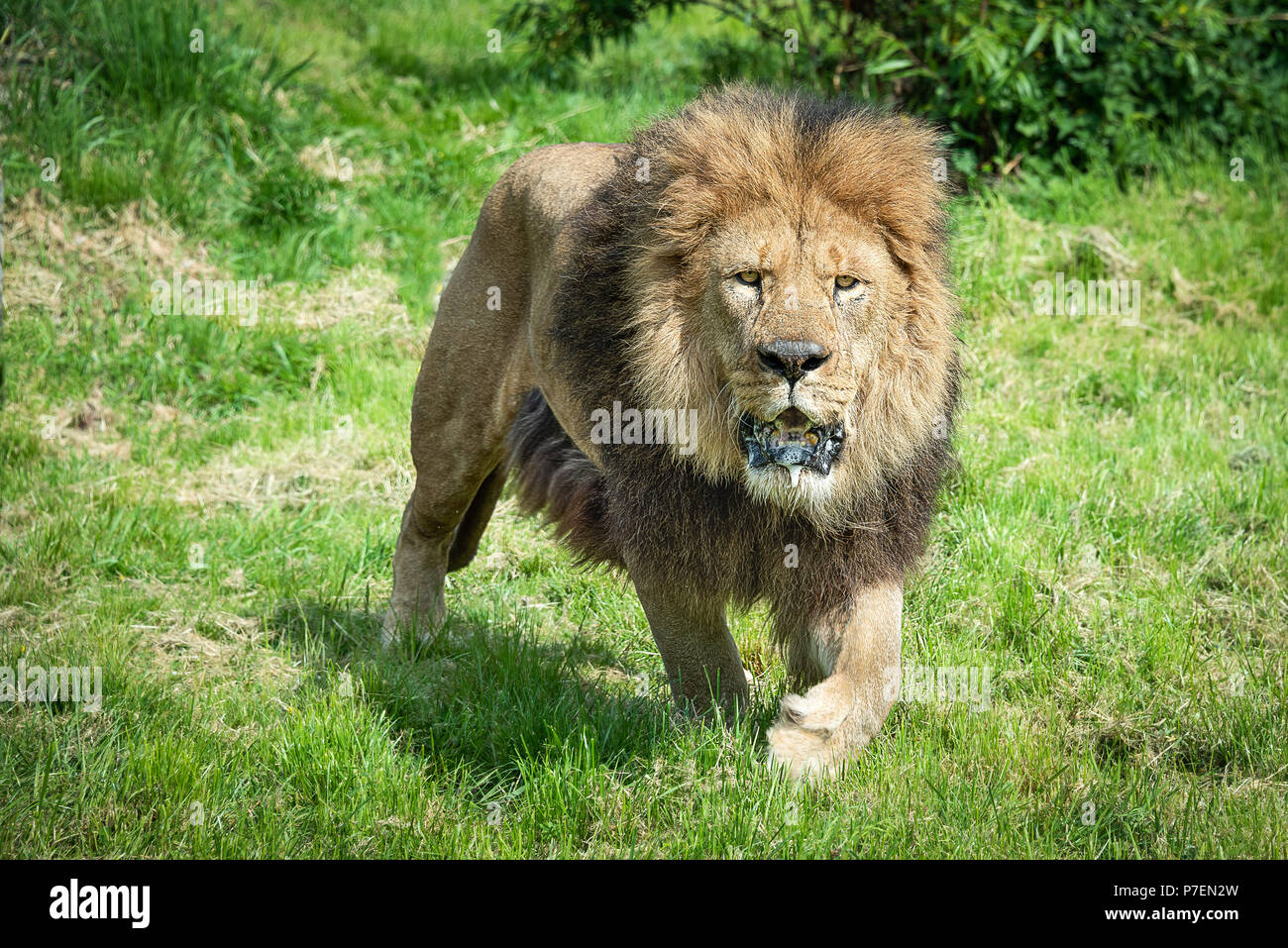 Un Chiudi immagine di un leone aggirava a piedi e con lo sguardo in avanti alla fotocamera con una spumeggiante a bocca aperta Foto Stock
