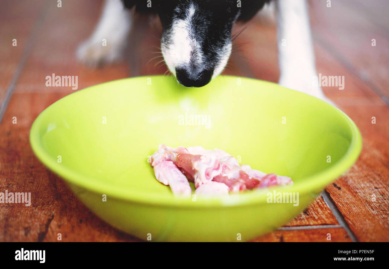 Il cane lo sniffing. Carino in bianco e nero Border Collie hanno una carne cruda in verde ciotola. Cani museruola. Foto Stock