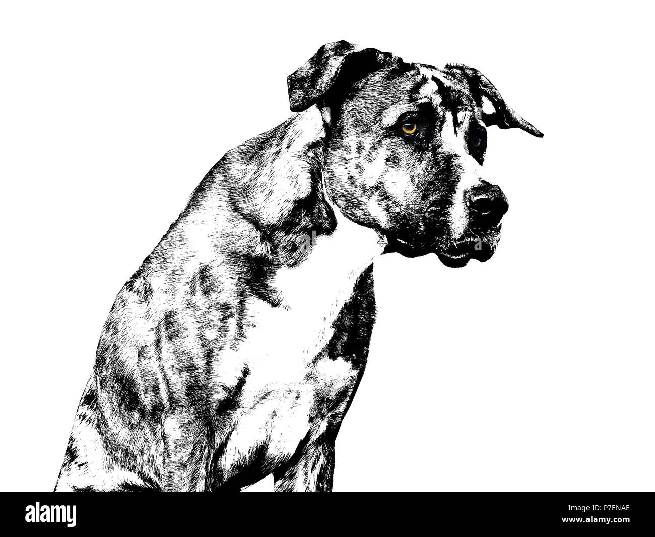 Boxer meticcio - Bianco e Nero - Occhi marroni Foto Stock