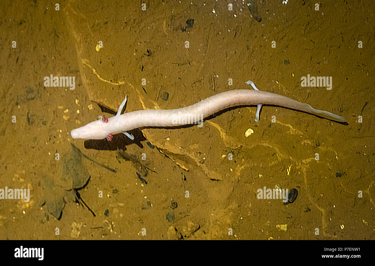 Olm, Proteus anguinus Foto Stock