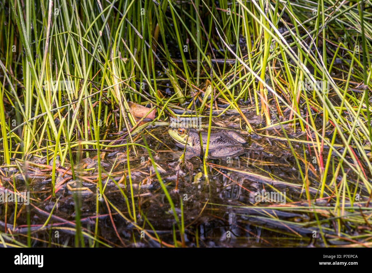 Rana in appoggio in erba da un laghetto Foto Stock