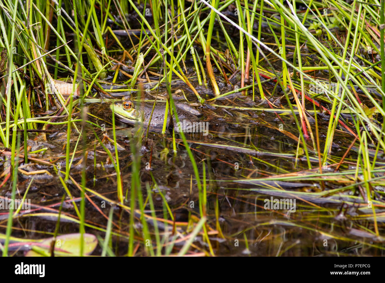 Frog circondato da erba verde Foto Stock